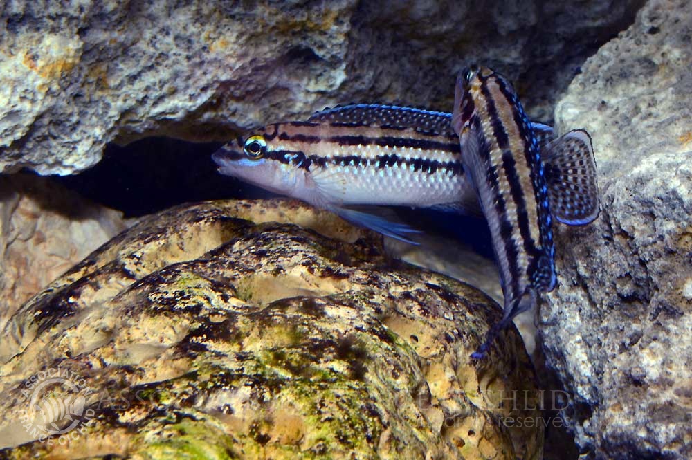 julidochromis-dickfeldi-bj-a.jpg