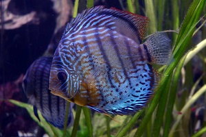 Symphysodon aequifasciatus haraldi