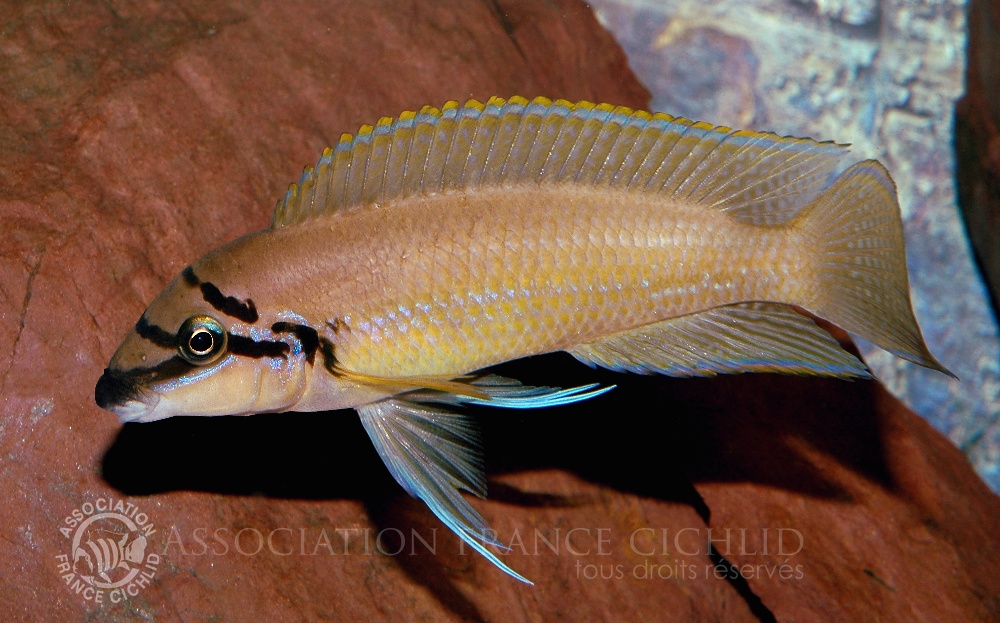 chalinochromis-brichardi-ej.jpg