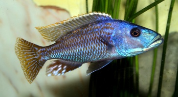 Nimbochromis fuscotaeniatus 