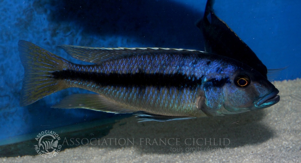 P.Tawil Taeniochromis holotaenia wild male C090214A 086.jpg