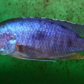 P.Tawil Stigmatochromis modestus aquarium male dominated C070414B 267.jpg