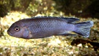 P.Tawil Pseudotropheus perileucos male Likoma C040503A 011.jpg