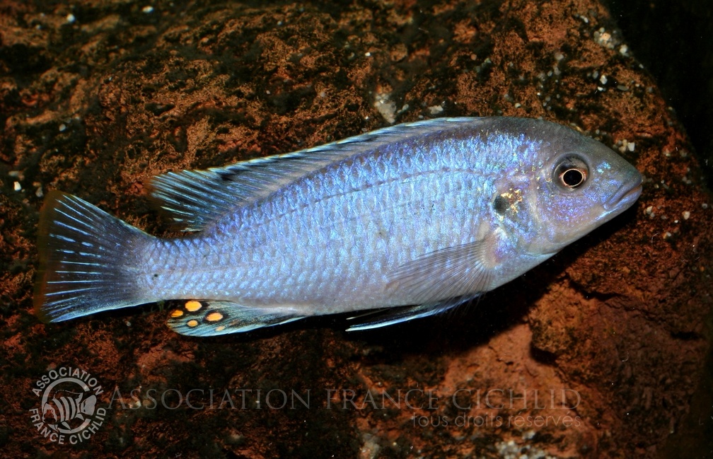 P.Tawil Melanochromis wochepa dominant male C090823A 010.jpg