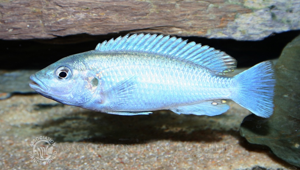 P.Tawil Melanochromis lepidiadaptes displaying C060305C 005.jpg