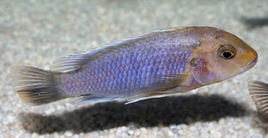 Labidochromis vellicans 