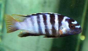 Tropheops microstoma