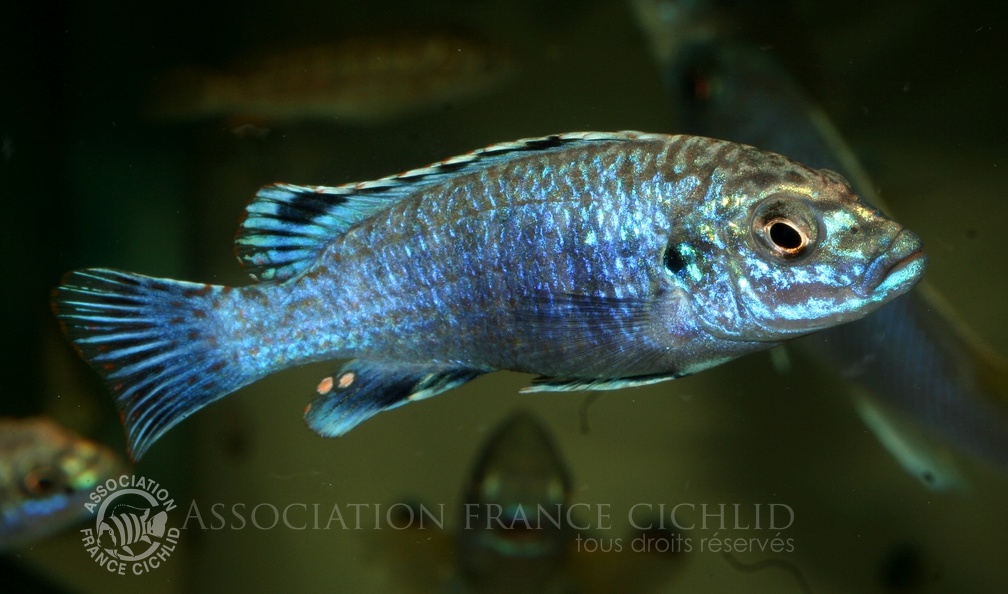 P.Tawil Labidochromis joanjohsonae Likoma male C100515A 072.JPG