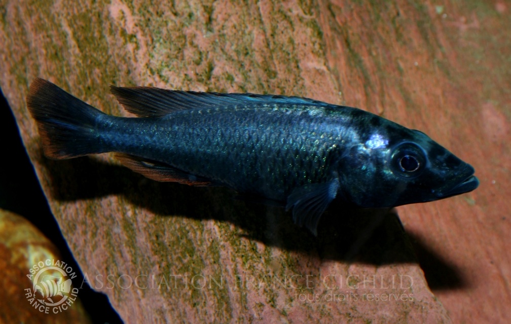 P.Tawil Haplochromis thereuterion dominant male C060525A 154.jpg