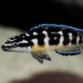 julidochromis-transcriptus-ej.JPG