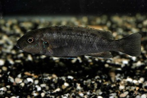Genyochromis mento 