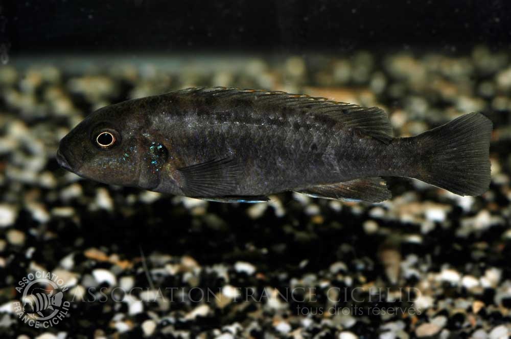 genyochromis-mento-bj-a.jpg
