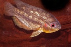 chaetobranchopsis-orbicularis-bj-a.jpg