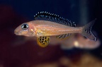 xenotilapia-papilio-bj-a.jpg