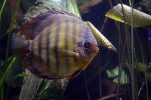 Symphysodon aequifasciatus axelrodi