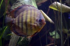 symphysodon-aequifasciatus-bj-a.jpg