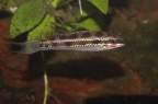 dicrossus-filamentosus-bj-a.jpg