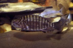 lobochilotes-labiatus-bj-a.jpg