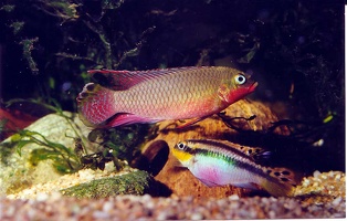 Pelvicachromis taeniatus 
