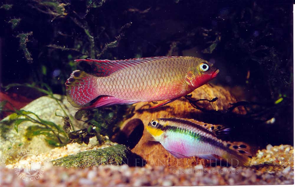 pelvicachromis-taeniatus-Nigeria-cd-a.jpg