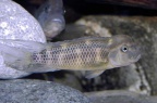 steatocranus-casuarius.jpg