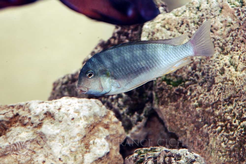 pseudosimochromis-curvifrons-bj-a.jpg