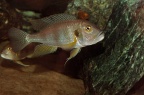greenwoodochromis-staneri-bj-a.jpg