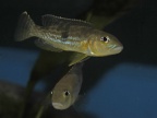 lepidio-pleuromaculatus-bj-a.jpg
