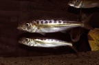 bathybates-fasciatus-bj-a.jpg