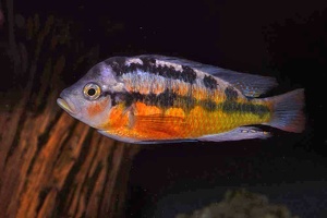 Paralabidochromis sauvagei