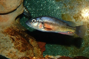 Haplochromis sp. orange 'rock hunter'