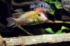 geophagus-steindachneri-bj-a.jpg
