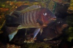 petrochromis-famula-bj-a.jpg