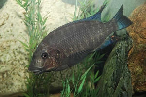 Petrochromis sp. giant