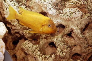 Petrochromis ephiphium