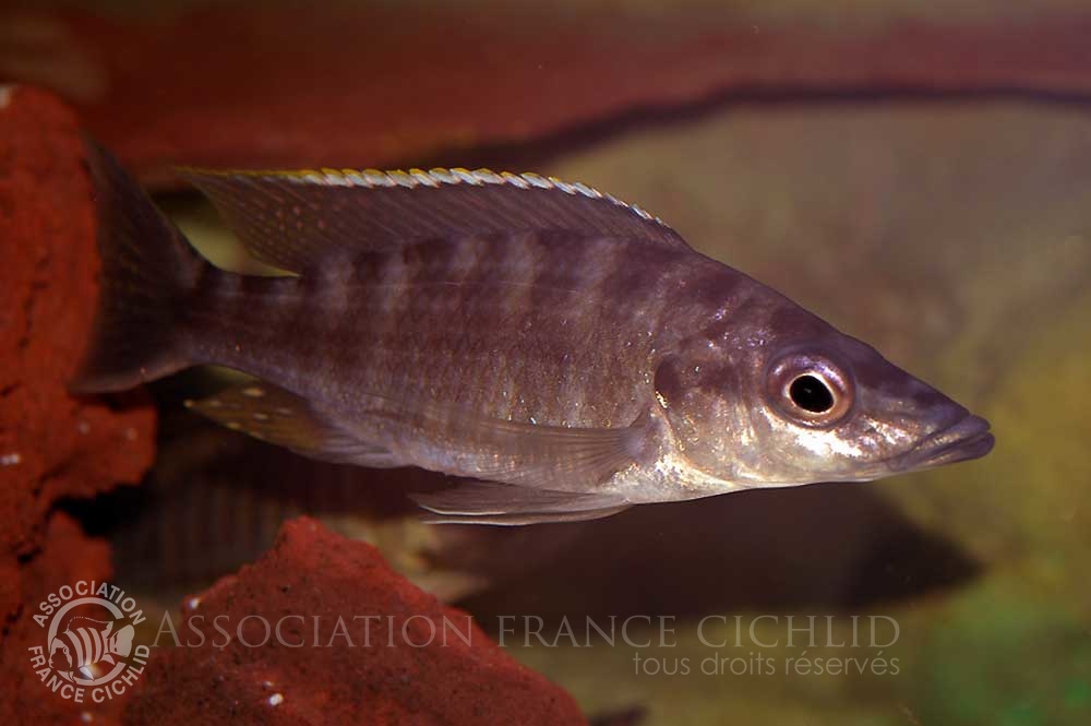 placidochromis-platyrhynchus-bj-a.jpg