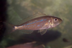 Microdontochromis rotundiventralis 