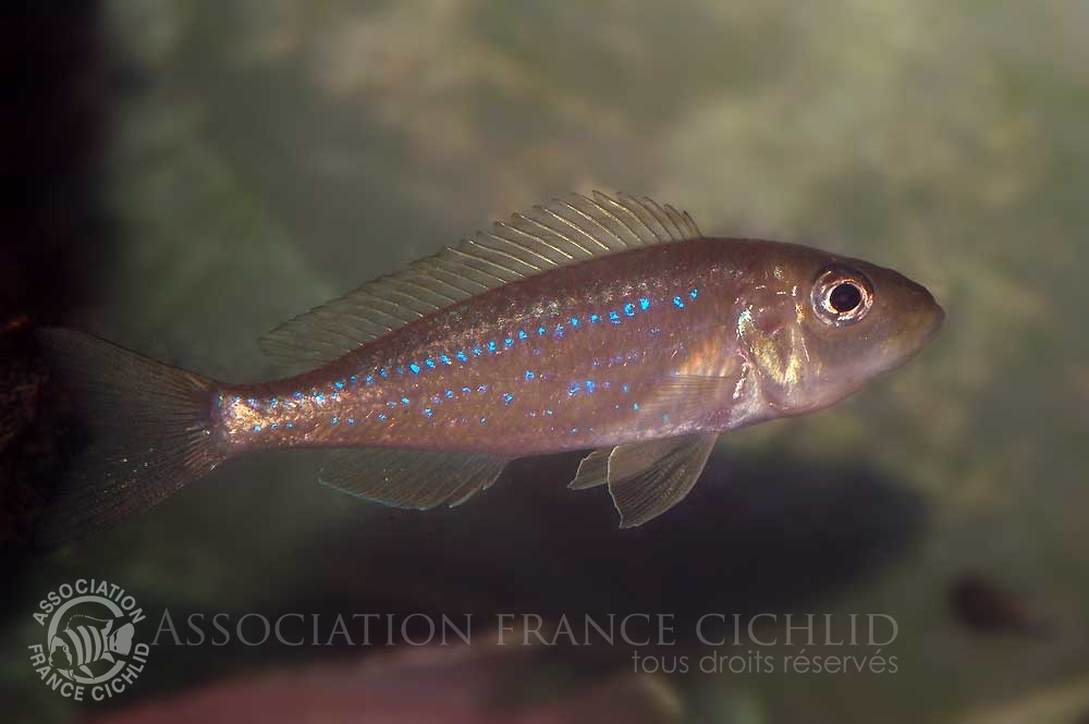 microdontochromis-rotundiventralis-bj-a.jpg