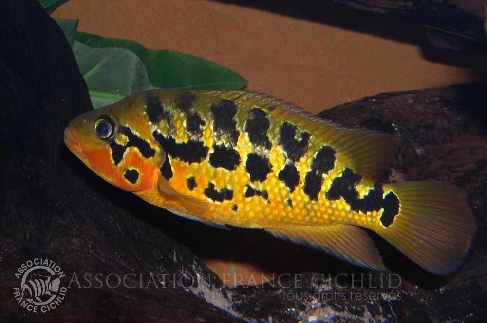 Parachromis-motaguense-femelle.jpg