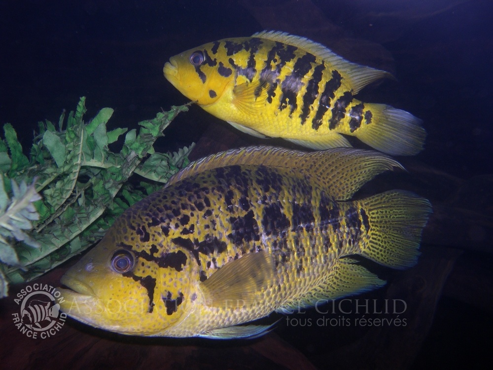 Parachromis-friedrischtalli-couple.jpg
