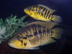 Parachromis-friedrischtalli-couple.jpg