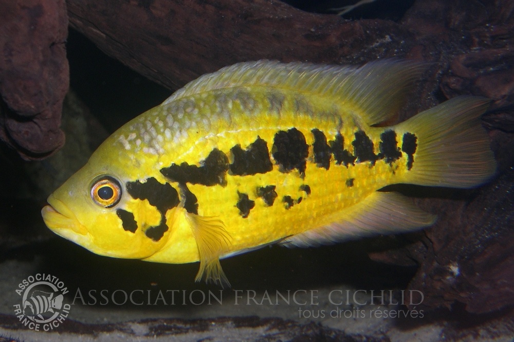 Parachromis-loiselli-femelle.jpg