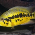 Parachromis-loiselli-femelle.jpg