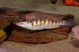 Petrochromis orthognathus
