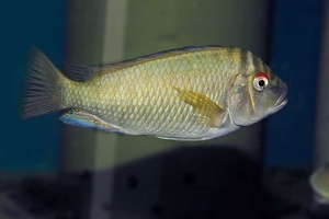 Petrochromis fasciolatus