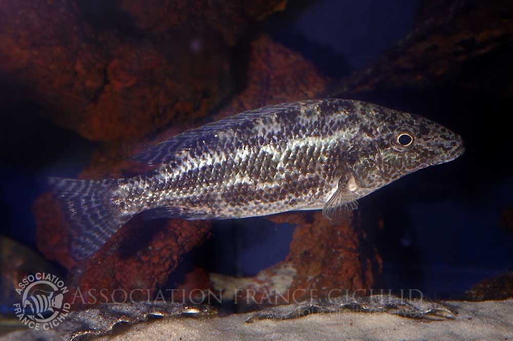 nimbochromis-linnii-bj-a.jpg