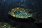 etia-nguti-mn.JPG