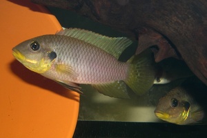 Benitochromis riomuniensis (Thys van den Audenaerde, 1981)