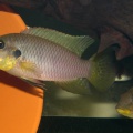 Beniotochromis-riomuniensis.jpg