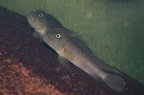 steatocranus-gibbiceps.jpg